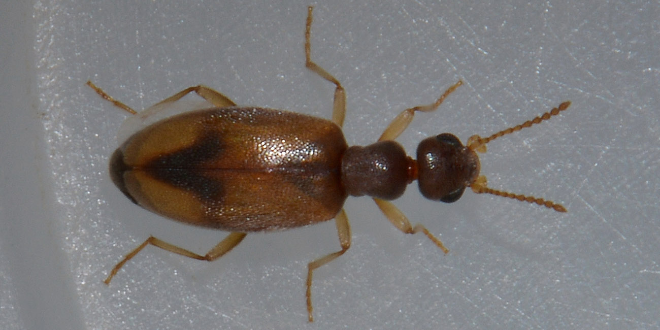 Anthicus schmidtii - Anthicidae